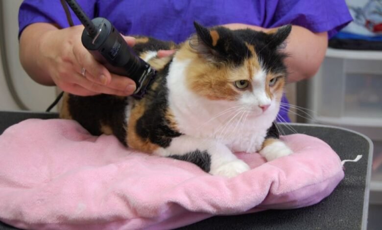 Cat Grooming in Dubai