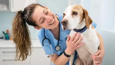 Essential Pet Care Tips Every Owner Should Follow